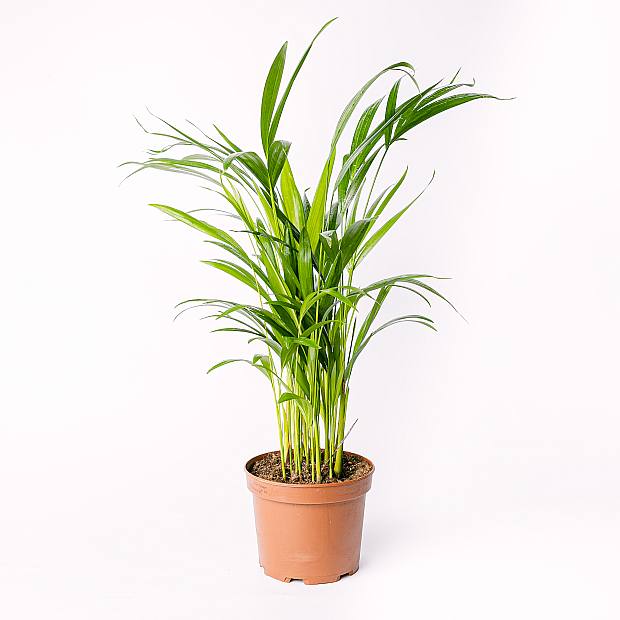 Palma d'Areca - Aria Purificata