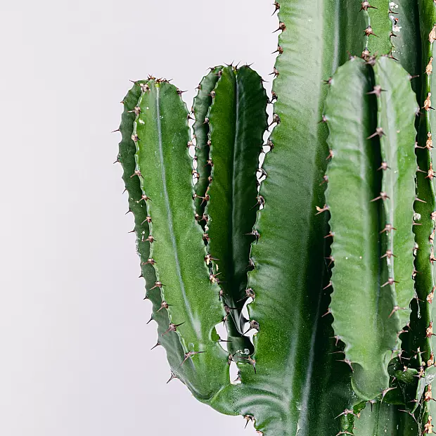 Euphorbia Eritrea - Slitstark och lättskött