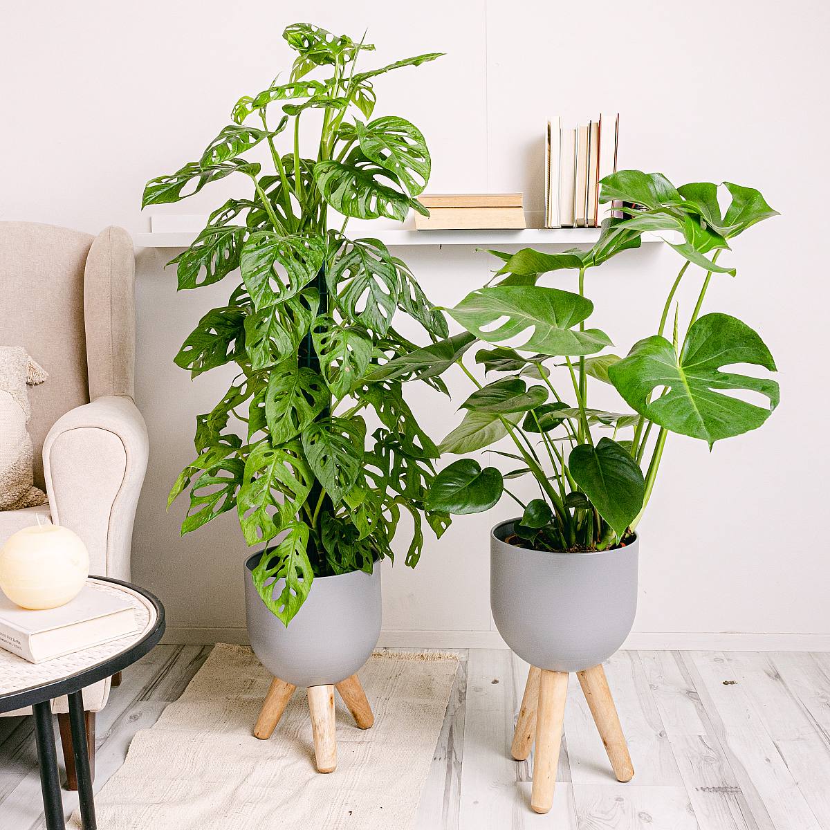 Duo Monstera