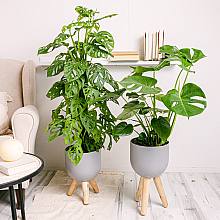 Duo Monstera