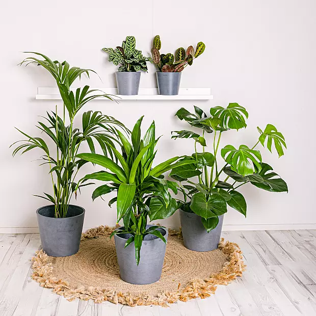 Set Productive Plants