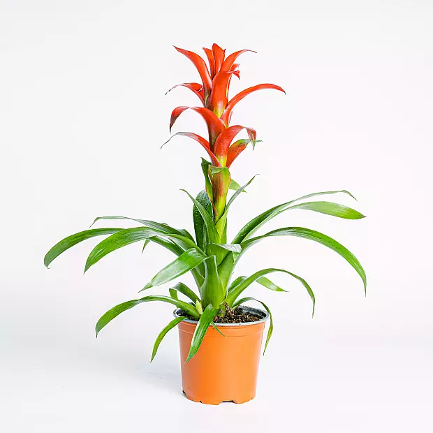 Bromelia