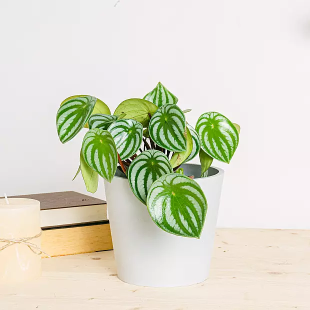 Peperomia Watermeloen