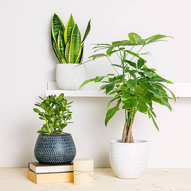 Trio de plantes porte-bonheur