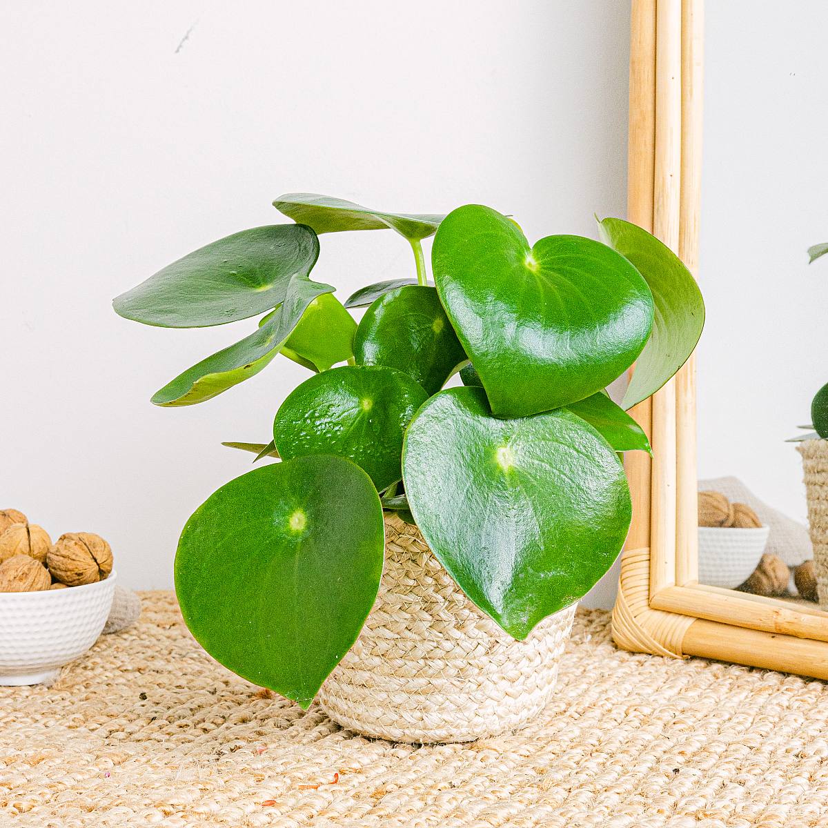 Peperomia Raindrop