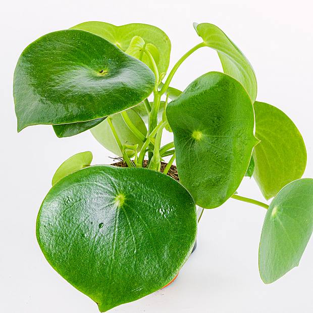 Peperomia Regndråbe