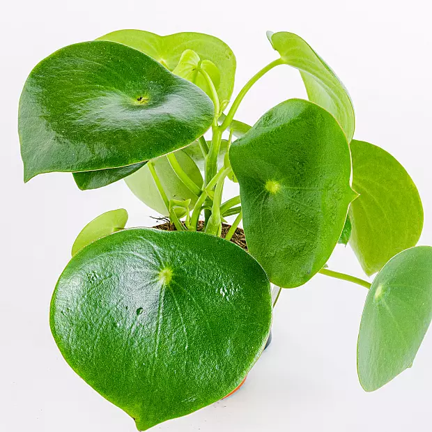 Peperomia Deszczowa