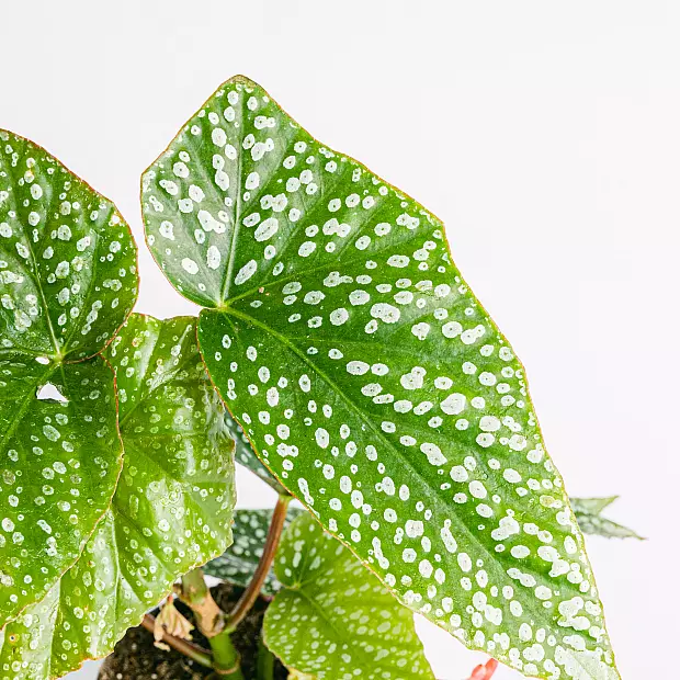 Begonia Maculata