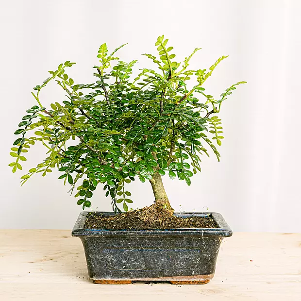 Bonsai 5 anni Zathoxylum