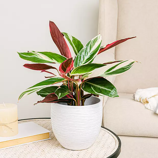 Calathea triostar