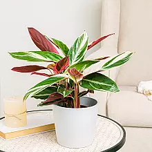 Calathea triostar