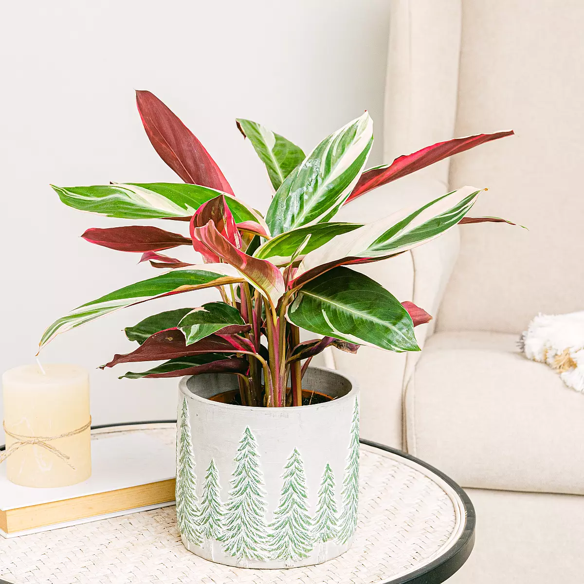 Calathea triostar