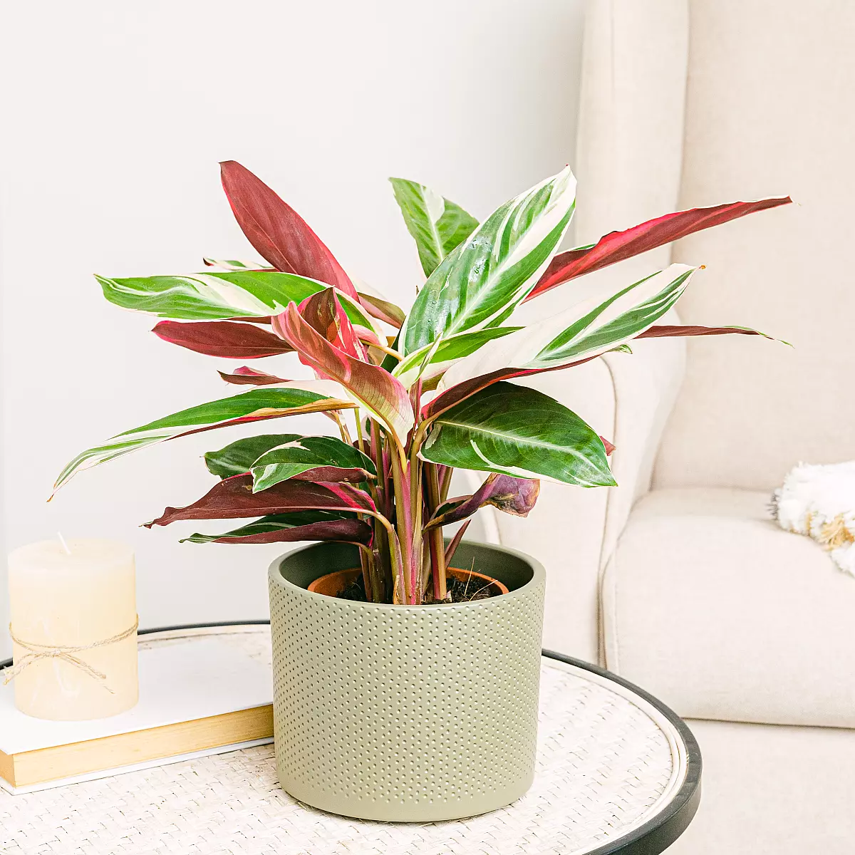 Calathea triostar