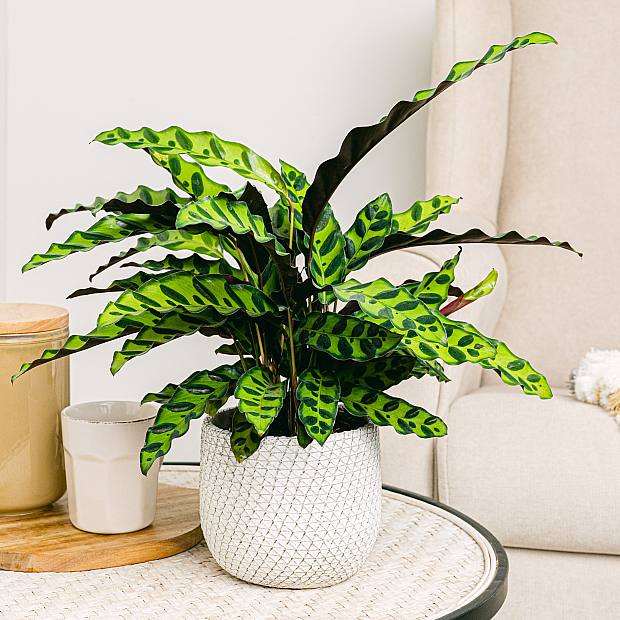 Calathea Lancifolia