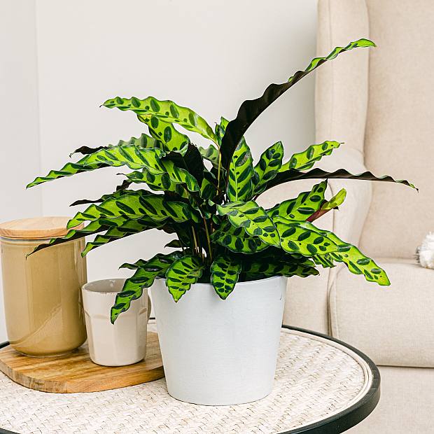 Calathea Lancifolia