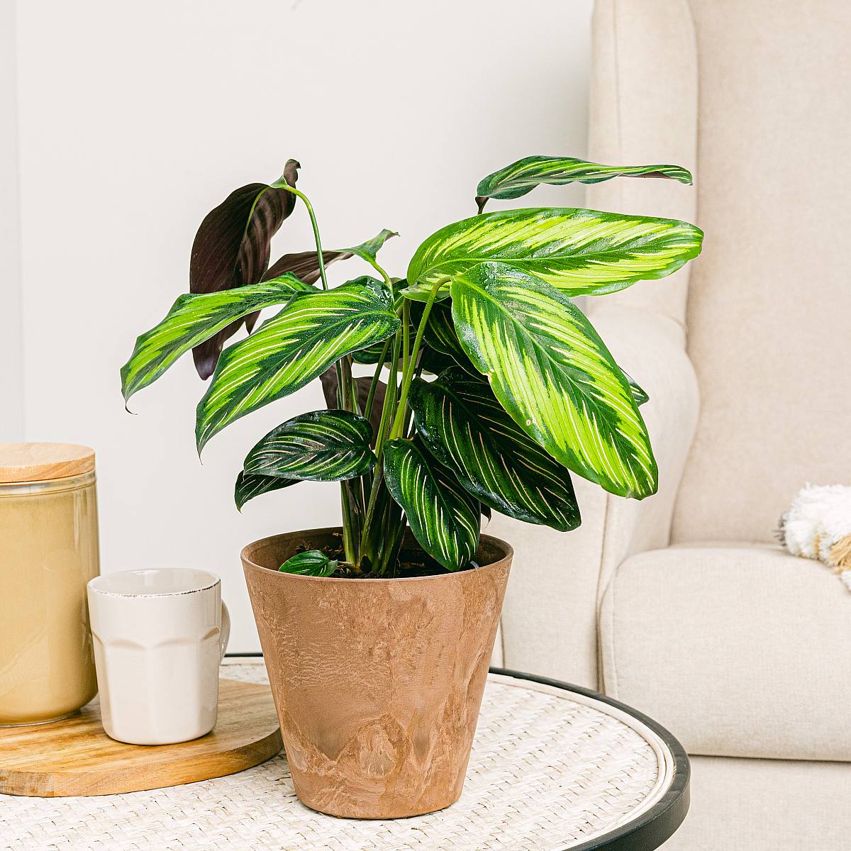 Calathea ornata