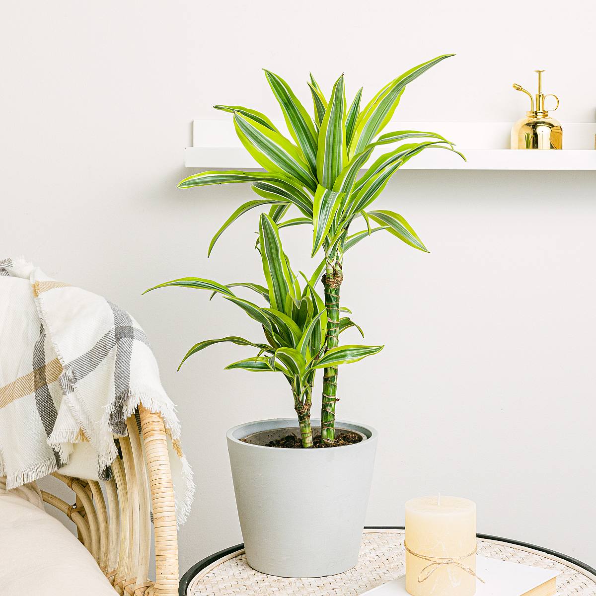 Dracena Limón