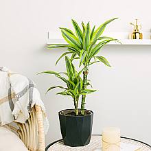 Dracena Limón