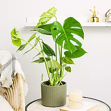 Monstera Deliciosa related pic