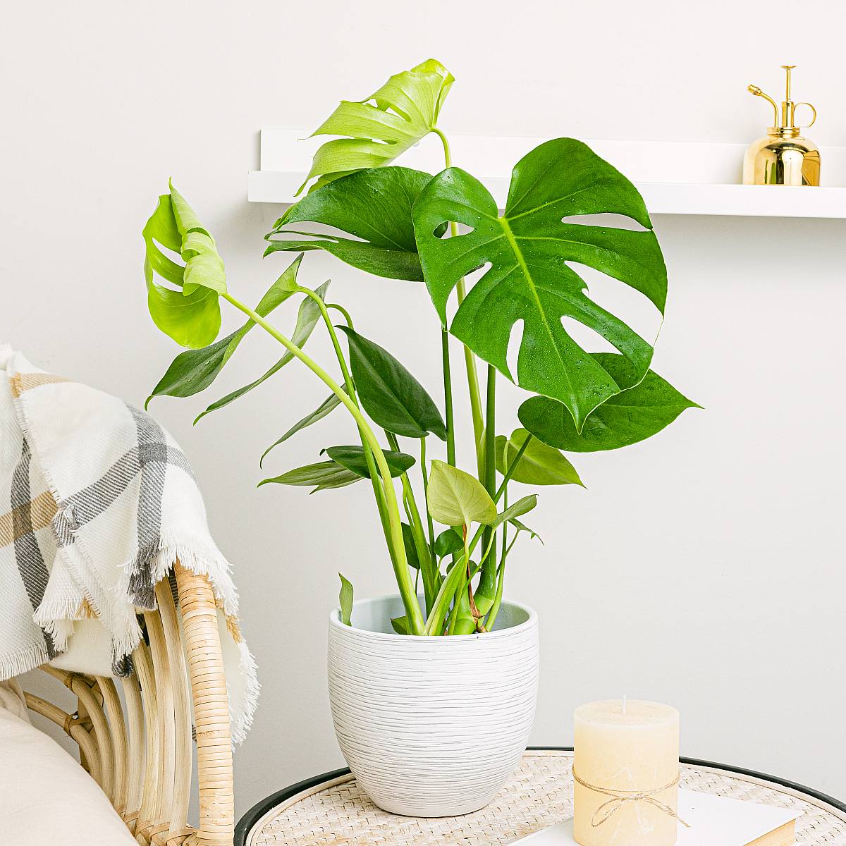 Monstera Deliciosa