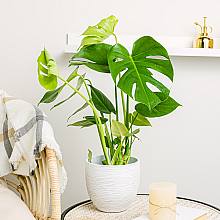 Monstera Deliciosa