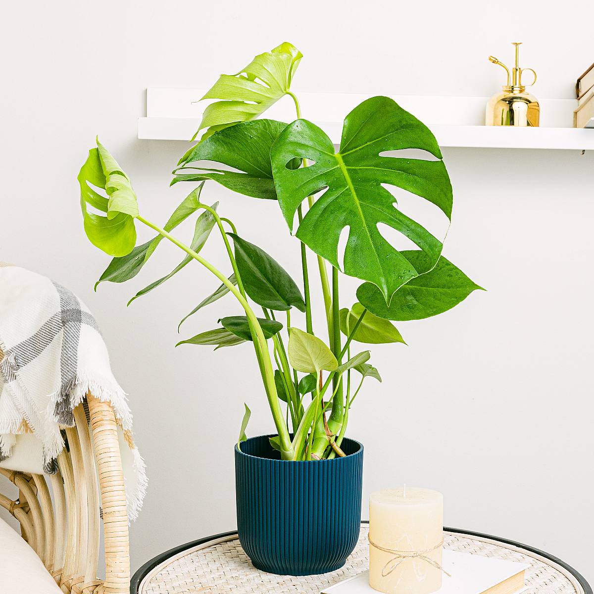 Monstera Deliciosa