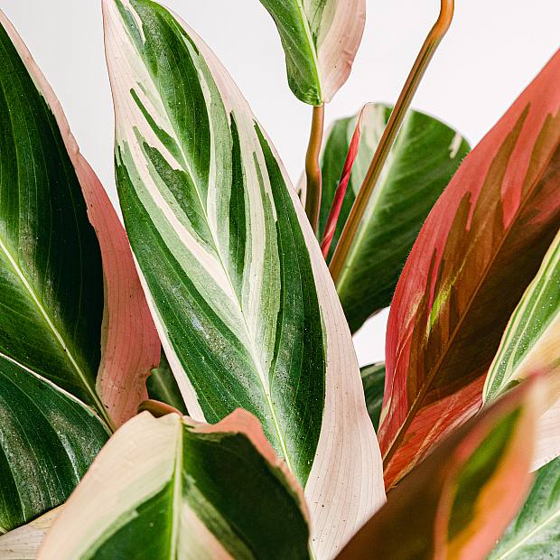 Calathea Stromanthe Triostar