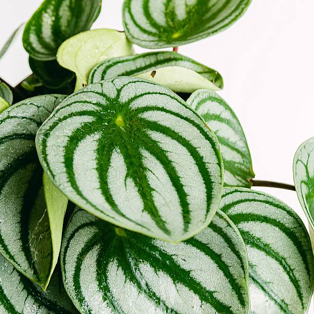 Peperomia Vattenmelon