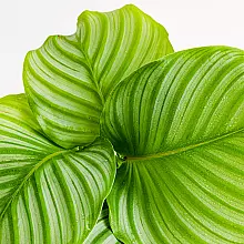 Calathea Orbifolia