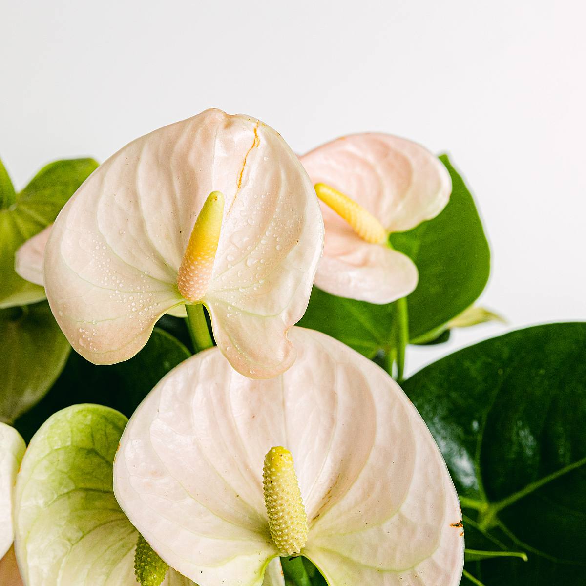 Anthurium Rosa