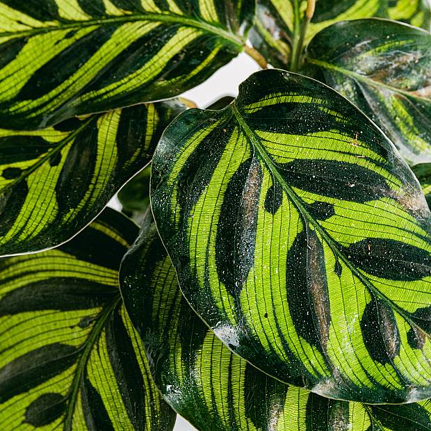 Calathea Makoyana