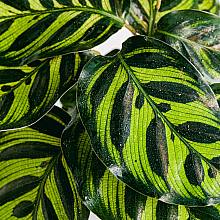 Calathea makoyana