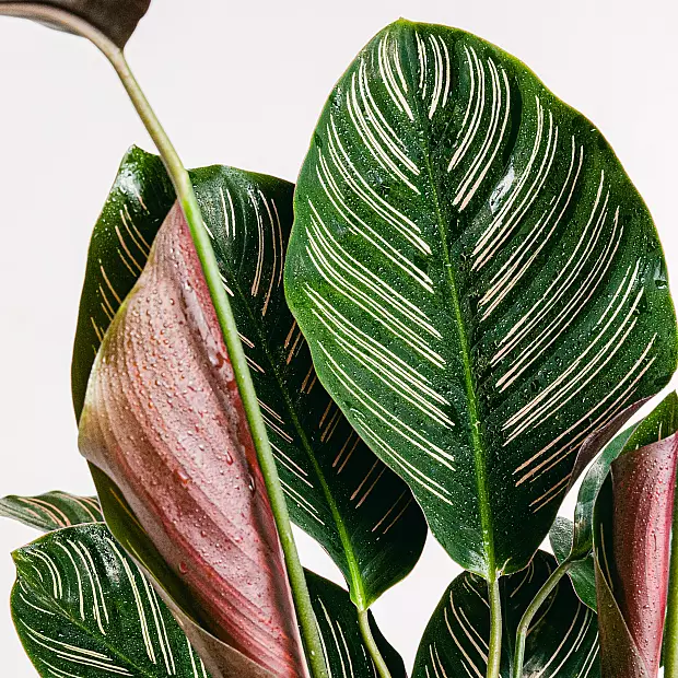 Calathea Sanderiana XL