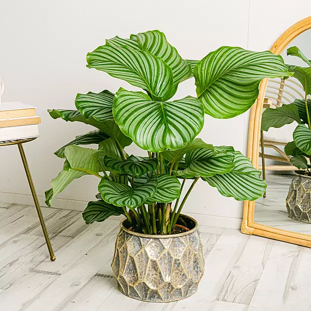 Calathea orbifolia