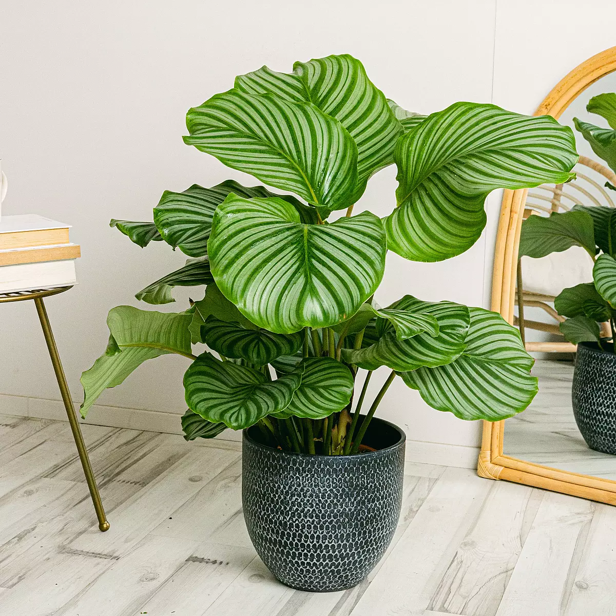 Calathea Orbifolia