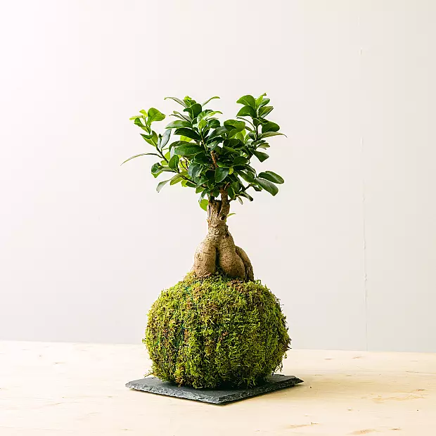 Kokedama Ficus Ginseng