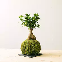 Kokedama Ficus Ginseng related pic