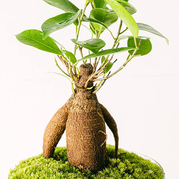 Ficus ginseng kokedama