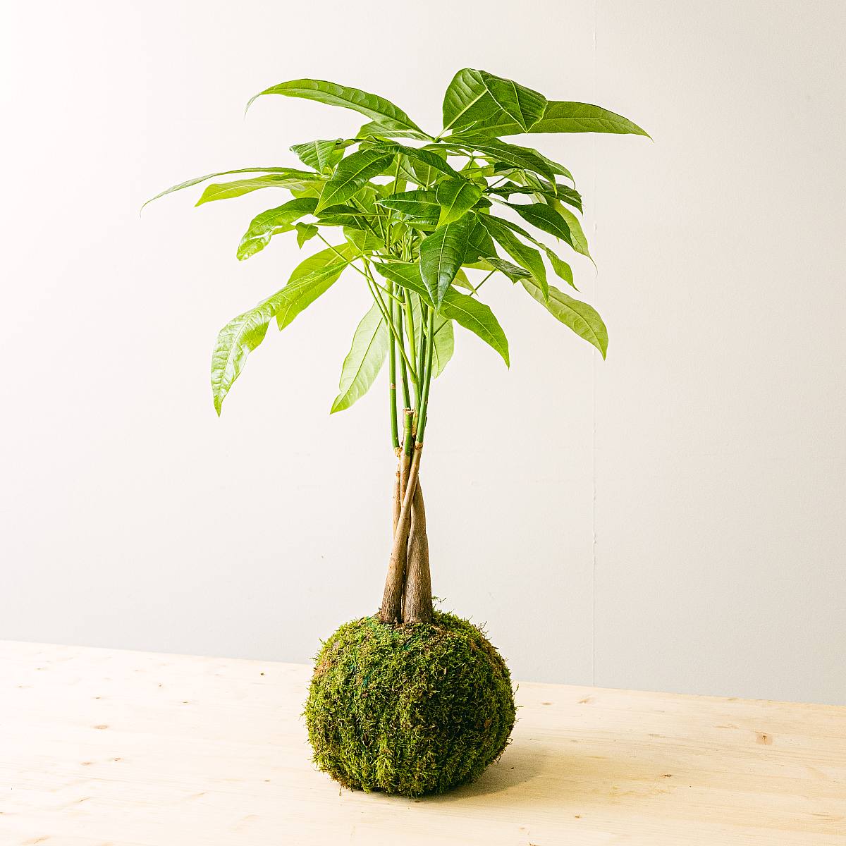 Pachira Kokedama