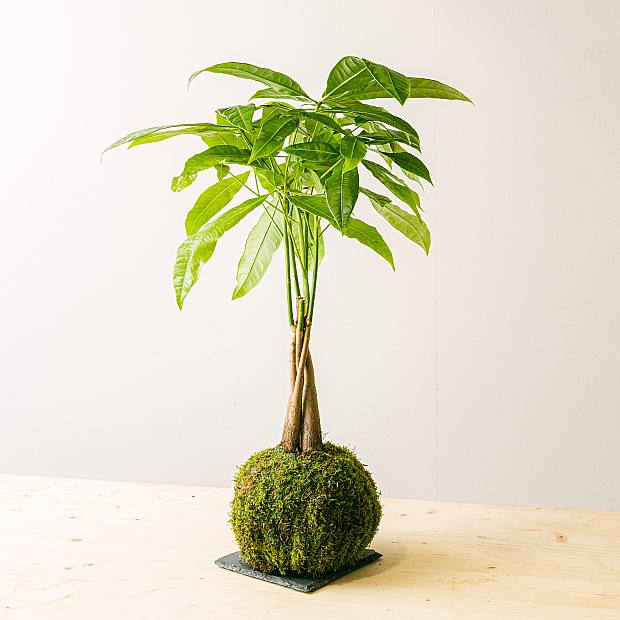 Pachira Kokedama