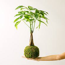 Pachira Kokedama