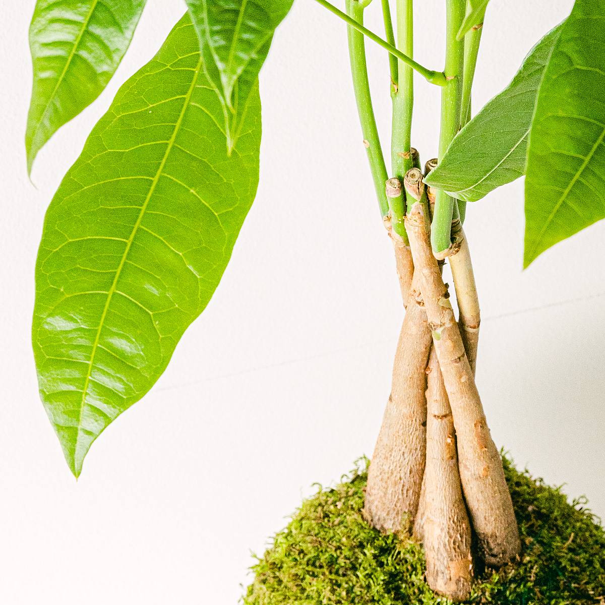 Pachira Kokedama