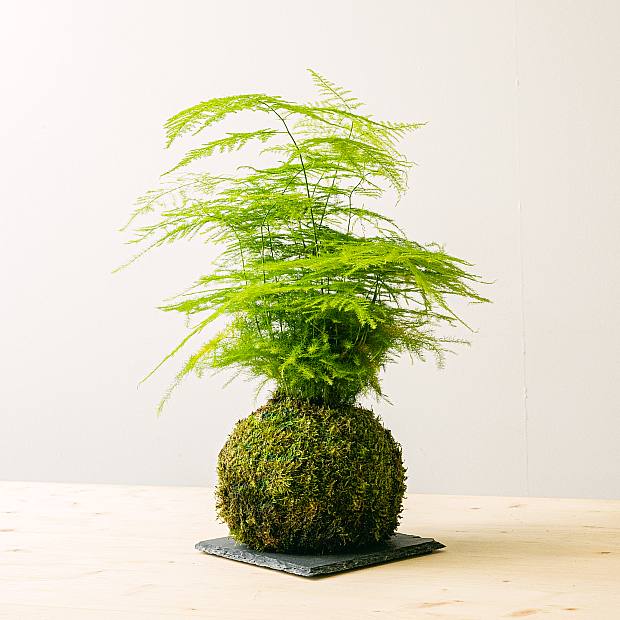 Kokedama Aspa