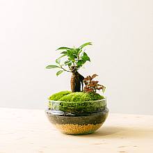 Terrarium Natura Green: Ficus Ginseng e Fittonia