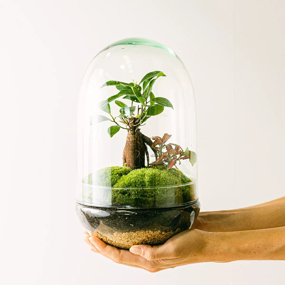 Terrarium Natura Green : Ficus Ginseng et Fittonia