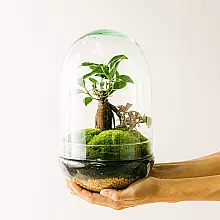 Terrarium Natura Green: Ficus Ginseng e Fittonia