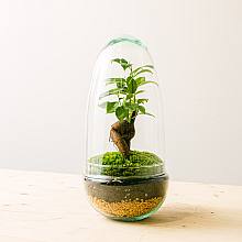 Terrarium Natura Gins