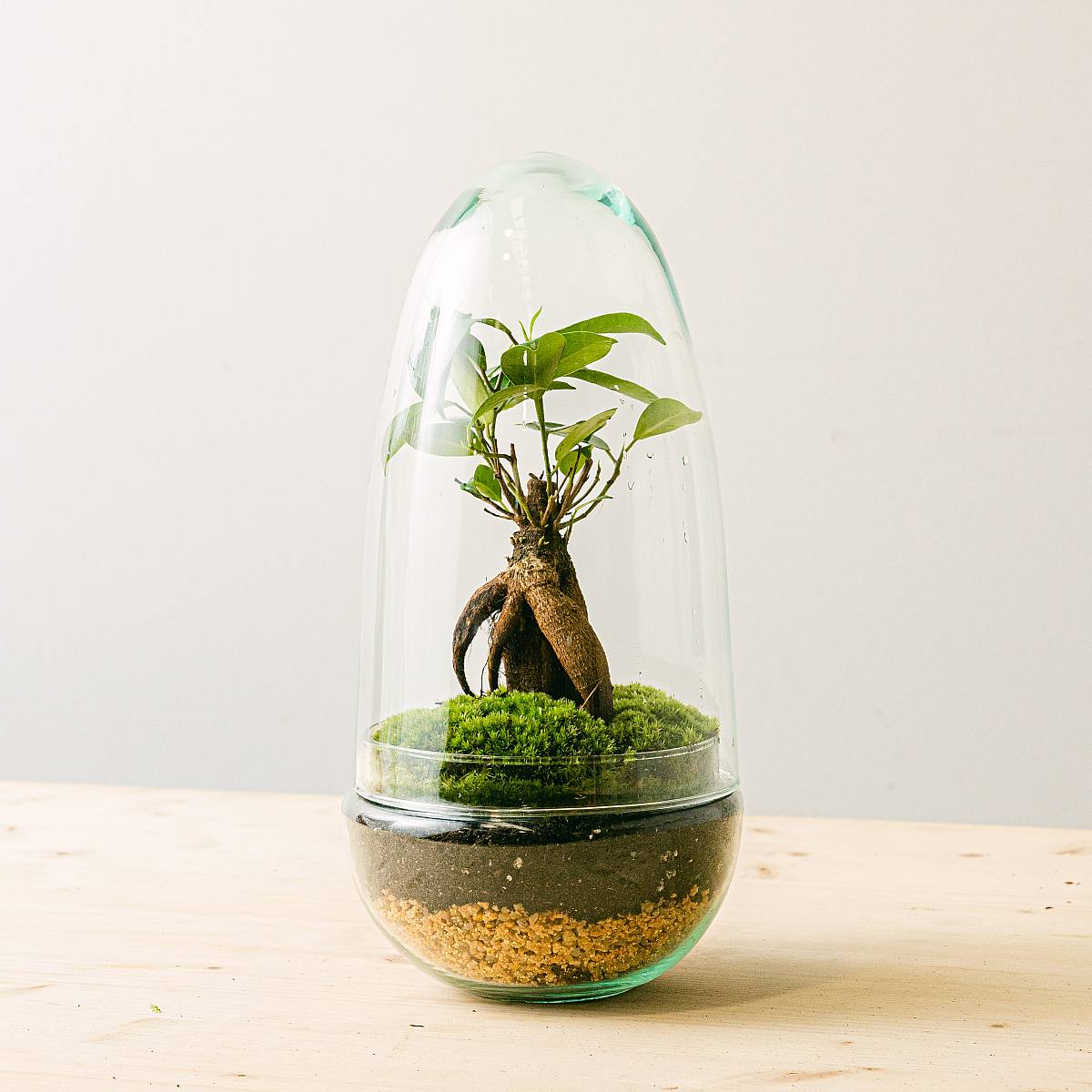 Terrarium Natura Gins