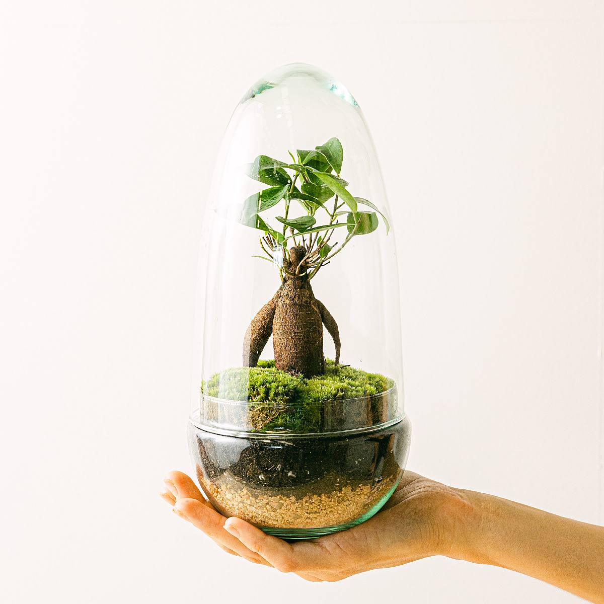 Terrarium Natura Gins