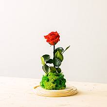 Garden Rose - Valentine's day